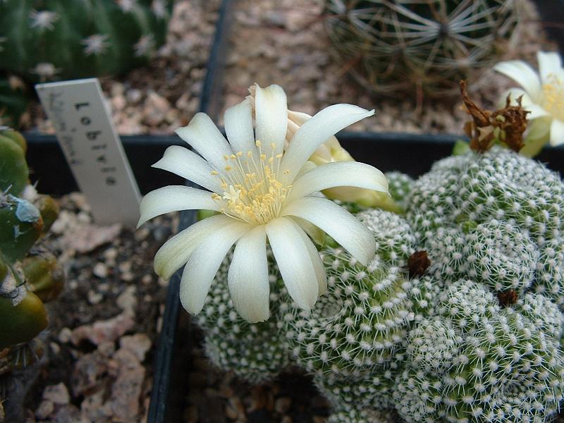 Rebutia krainziana_1.JPG